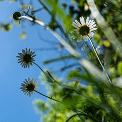 Close-up of flowering plant