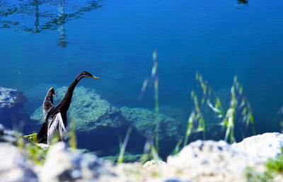 Bird on rock by sea