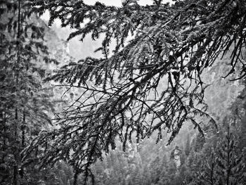 Close-up of plants against trees during winter