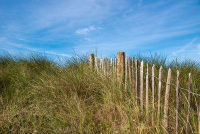 Scenic view of grassy field against sky