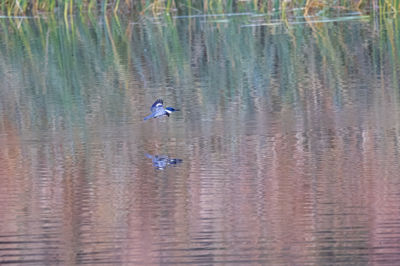 water, animal wildlife, animal themes, wildlife, animal, bird, reflection, lake, one animal, waterfront, nature, beauty in nature, wetland, water bird, day, no people, duck, flying, tranquility, plant, outdoors, tranquil scene, swimming, scenics - nature, rippled, tree