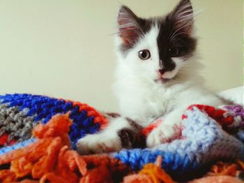 Portrait of cat resting on bed