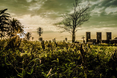 Plants growing on field against sky