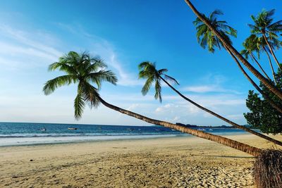 Palm trees on beach against sky