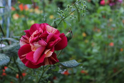 Close-up of pink rose