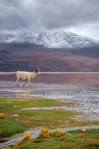 Horse standing on field against sky