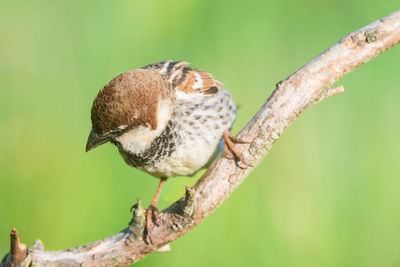 Close-up of a bird perching on branch