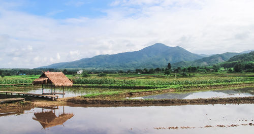 Scenic view of cottage by the rice field against sky