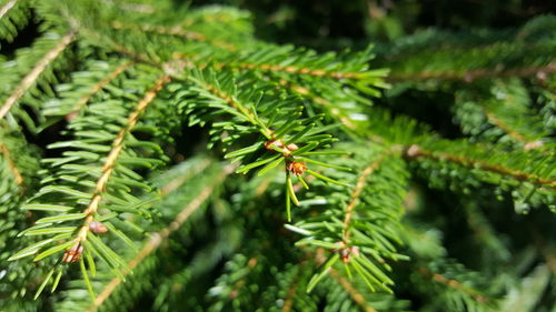 Close-up of green leaves