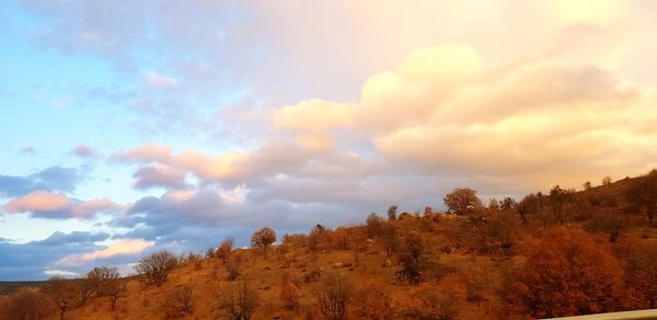 Low angle view of trees against sky during autumn