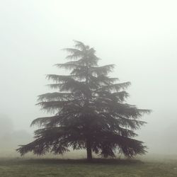 Tree on field against sky