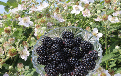 Close-up of blackberries growing on plant