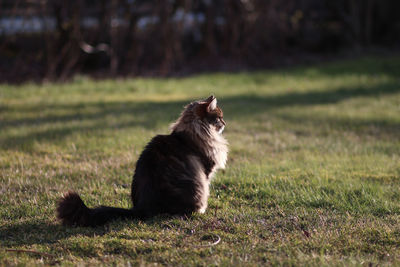 Cat sitting on a lawn 