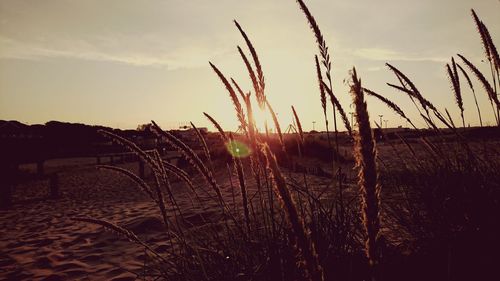 Plants growing on field against sky during sunset