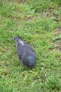 High angle view of bird on field