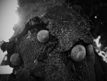 Close-up of snail on tree trunk