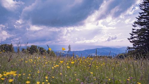 Scenic view of grassy field against cloudy sky