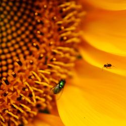 Close-up of bee pollinating on flower