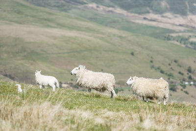 Sheep family on the wild pastures of brecon beacons, wales, uk