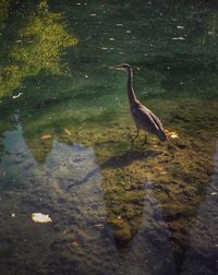 Close-up of bird