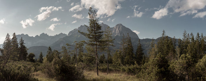 Wilder kaiser in wonderful wild nature