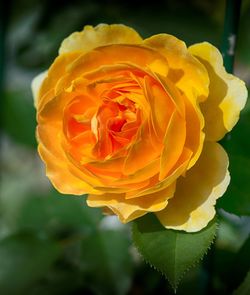 Close-up of yellow rose