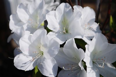 Close-up of white cherry blossoms