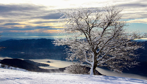 Snow covered bare tree at mottarone against cloudy sky