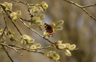 Close-up of red admiral butterfly  pollinating on twig from blooming tree in spring