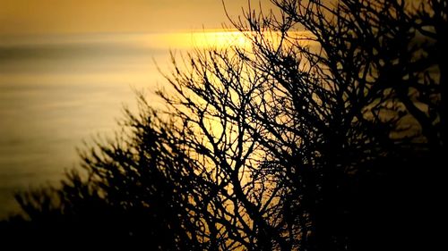 Silhouette bare tree by sea against sky during sunset