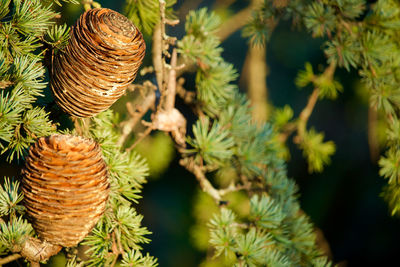 Close-up of pine cones