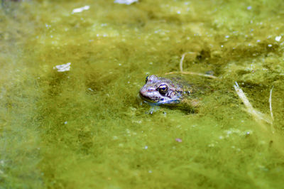 Close-up of frog in pond with algae