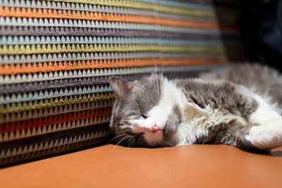 Stray cat sleeping in a coffee shop