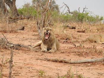 Lion roaring while relaxing on field