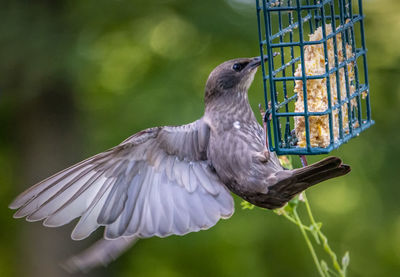 Close-up of bird perching on feeder