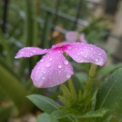 Close-up of water drops on flower