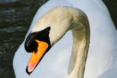 Close-up of bird