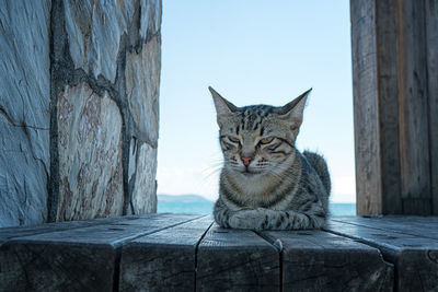 Close-up portrait of a cat