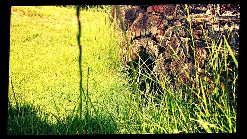 Plants growing on field