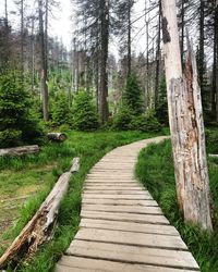 Boardwalk amidst trees in forest