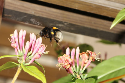 Close-up of bee pollinating on pink flower