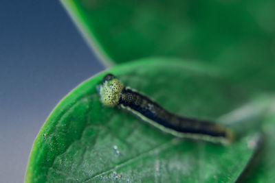 Close-up of insect