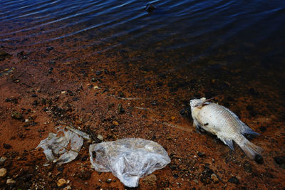 Plastic waste with dead fish at the riverbank 