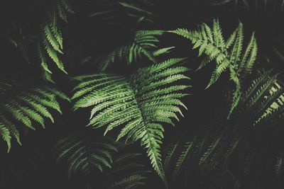 growth