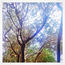 Low angle view of tree