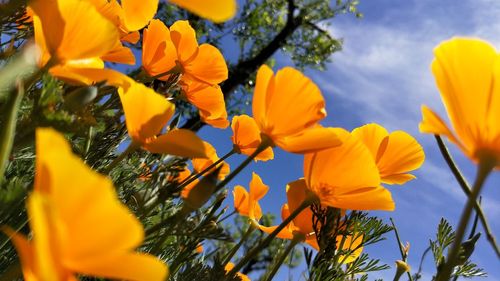 Low angle view of yellow flowering plants against sky