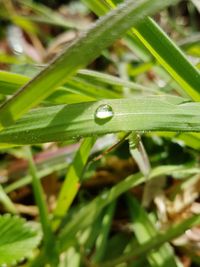 Close-up of water drops on grass