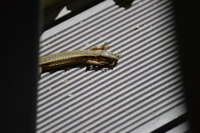 High angle view of lizard on window