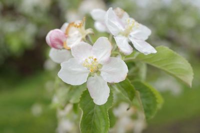 Close-up of white flowering plant