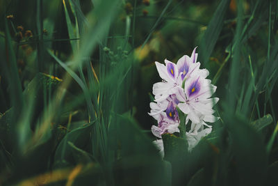 Close-up of purple flowering plant